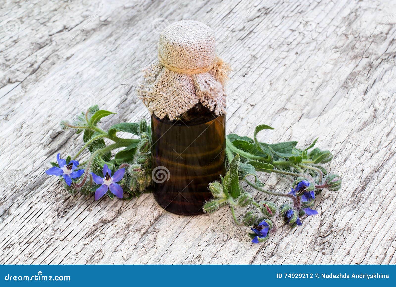 borage (borago officinalis) and borage oil