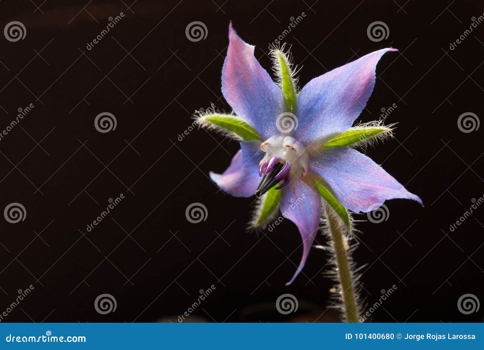 borage flower with dark background