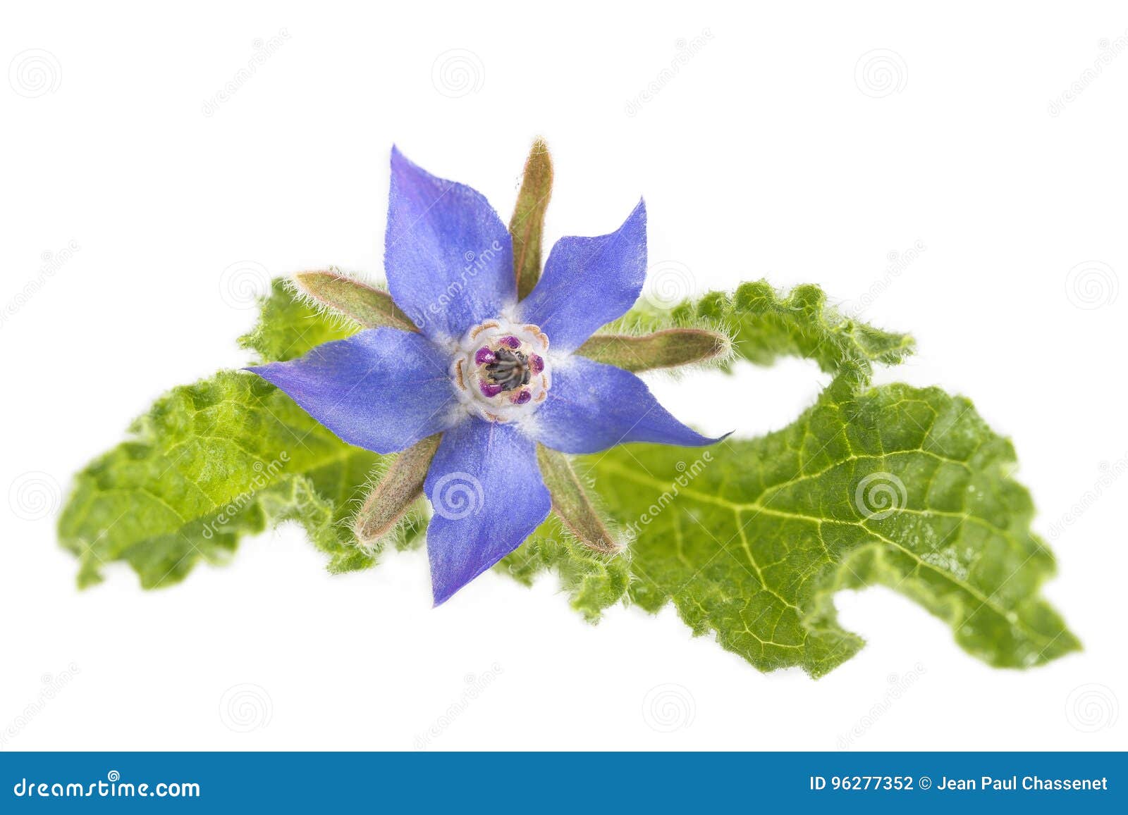 borage flower starflower  on white