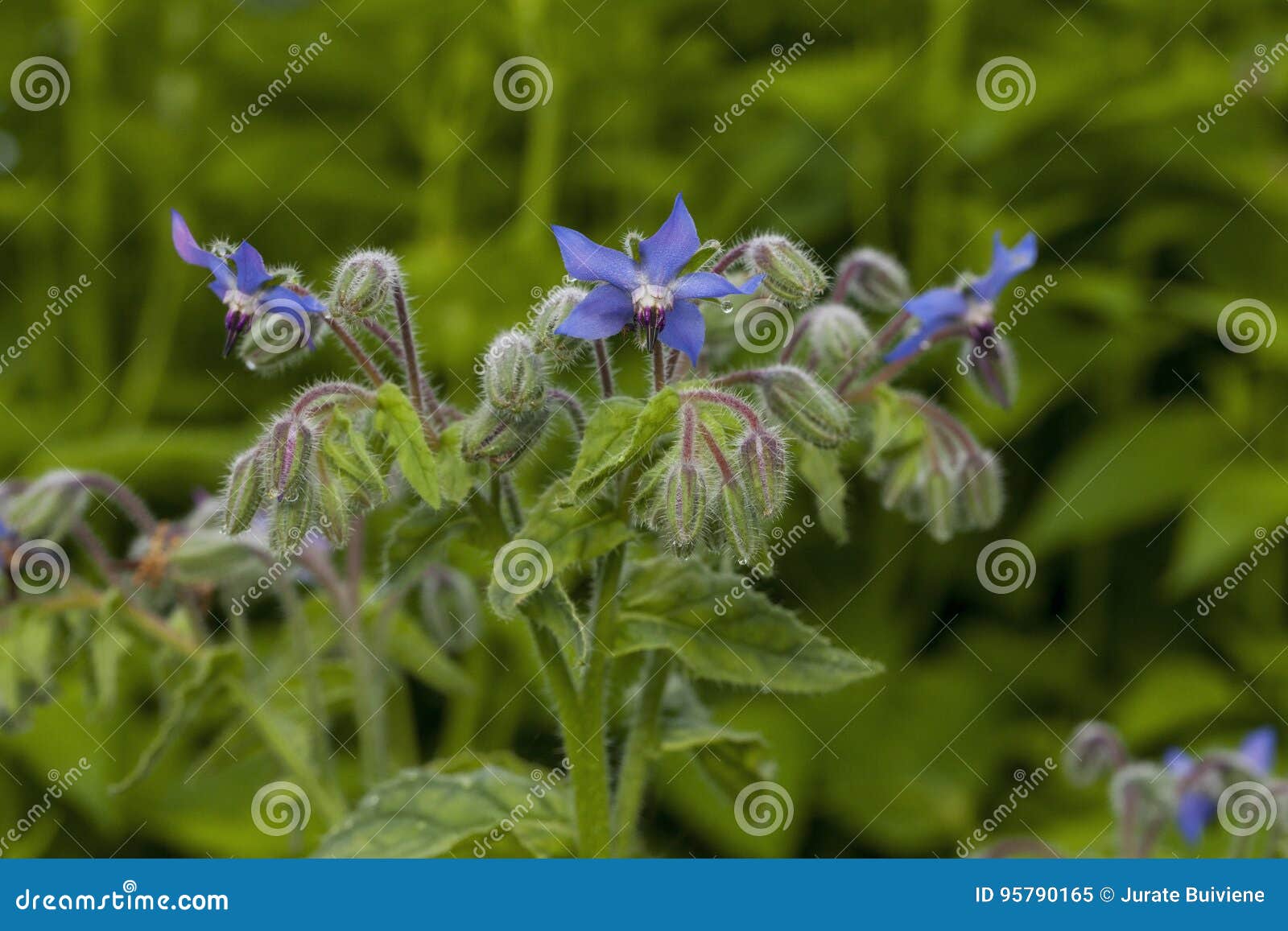 Borage flowers stock image. Image of outdoor, blossoms 95790165