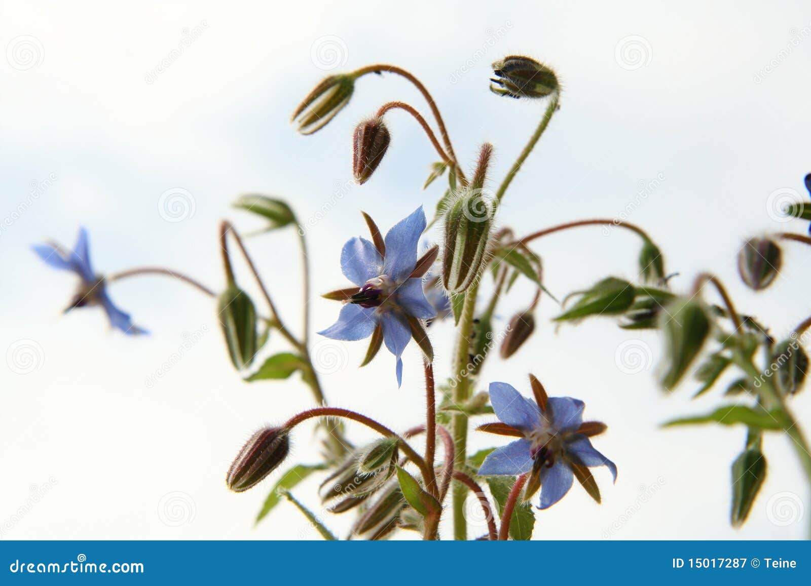 borage flowers (starflower)