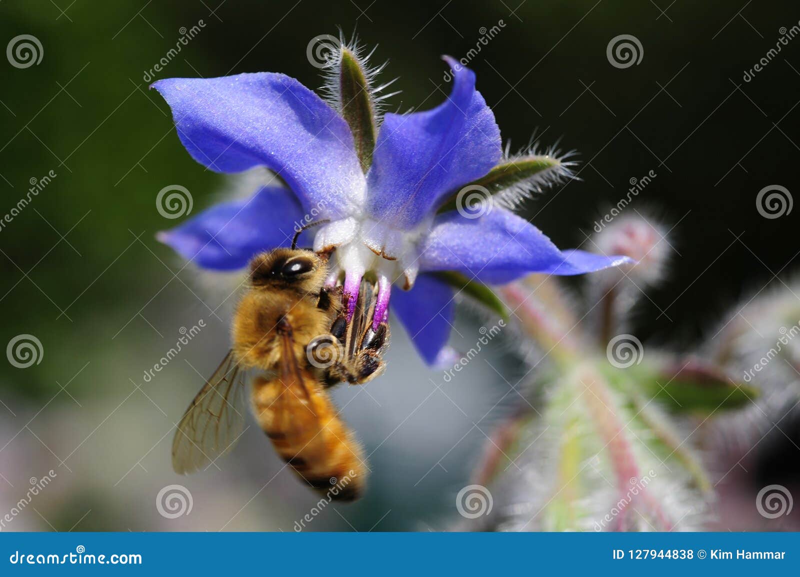 a bee lands on a borago officinalis, or borageflower.