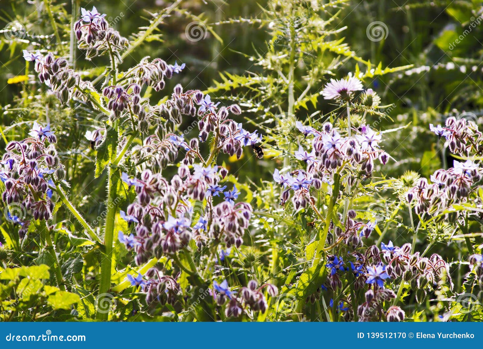 Borago Officinalis in Sunlight Stock Photo - Image of borragine ...