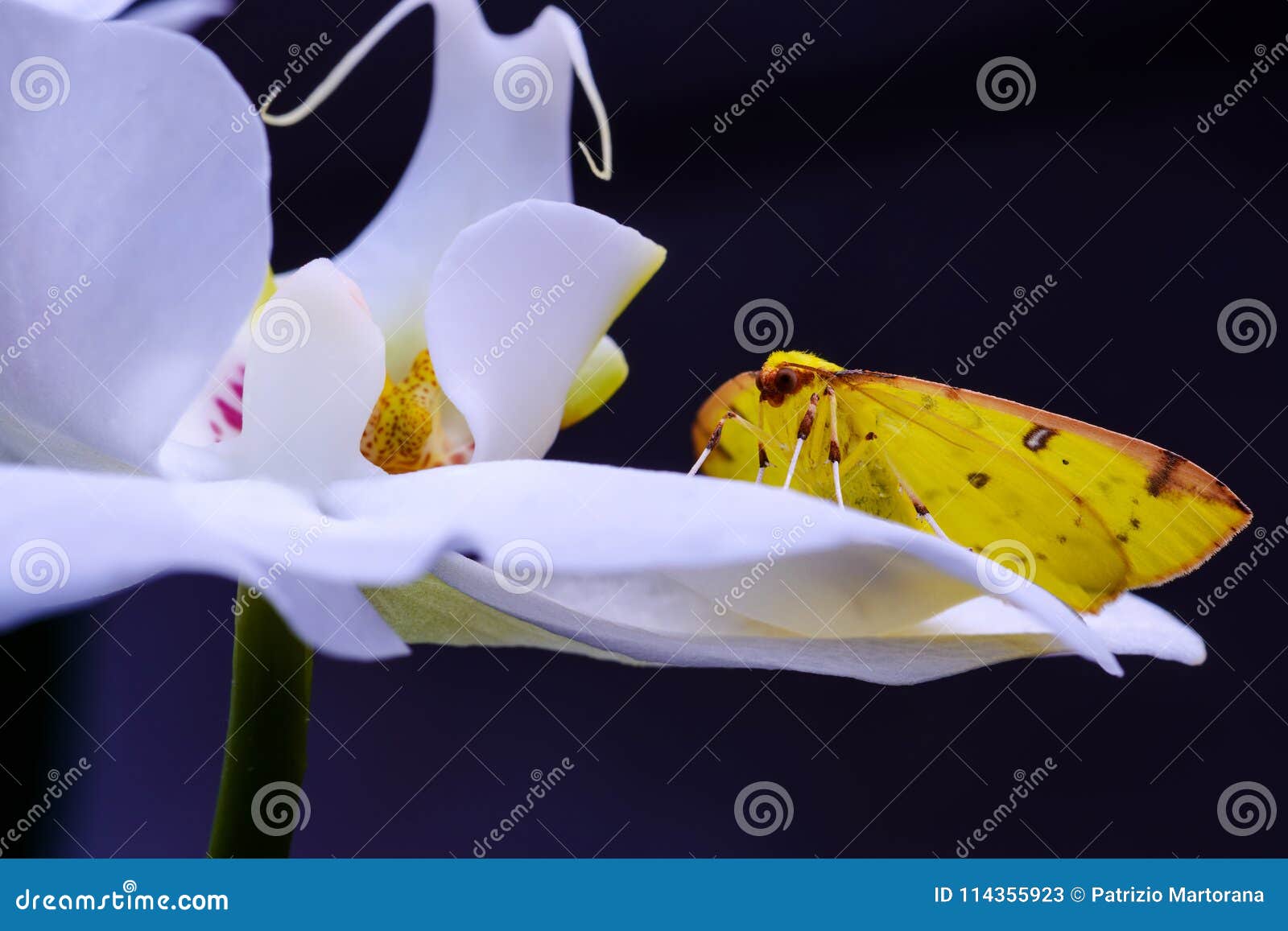 A Borboleta Amarela Está Colocando Sobre Uma Orquídea Imagem de Stock -  Imagem de flor, roxo: 114355923