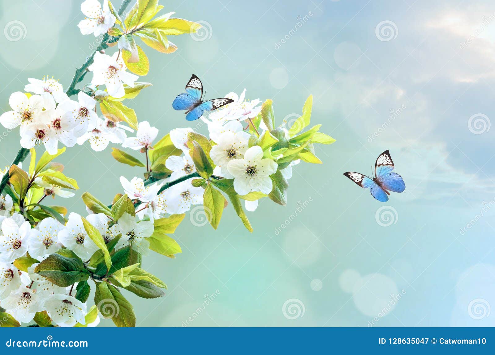 Borboleta Bonita Na Flor Branca, Fundo Do Céu Imagem de Stock - Imagem de fresco, floral: 128635047 Borboleta Bonita Na Flor Branca, Fundo Do Céu Imagem de Stock - Imagem de fresco, floral: 128635047