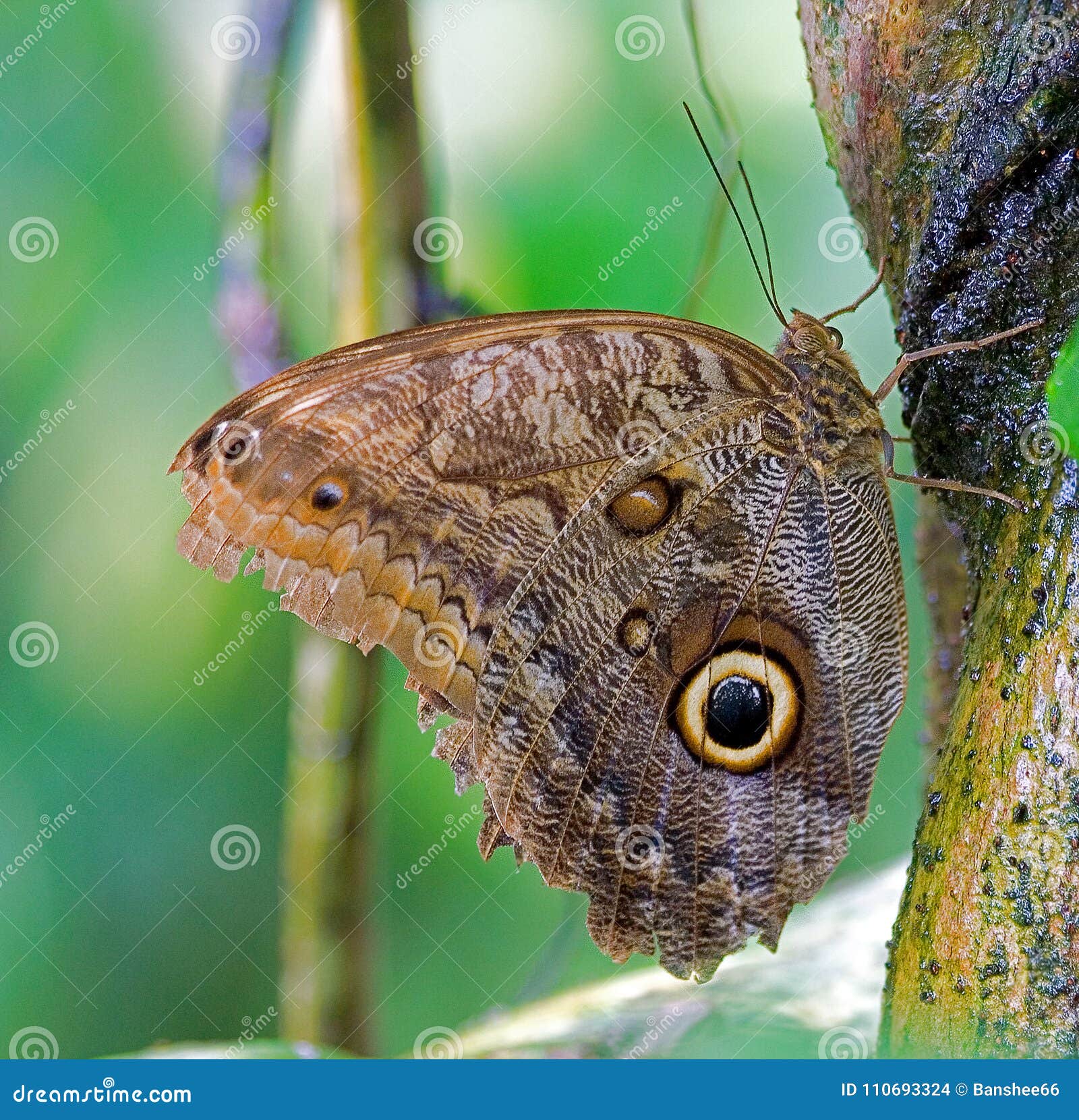 Borboleta Com Um Olho Do S Da Coruja Nas Asas Foto De Stock Imagem De Fauna Corujas 110693324