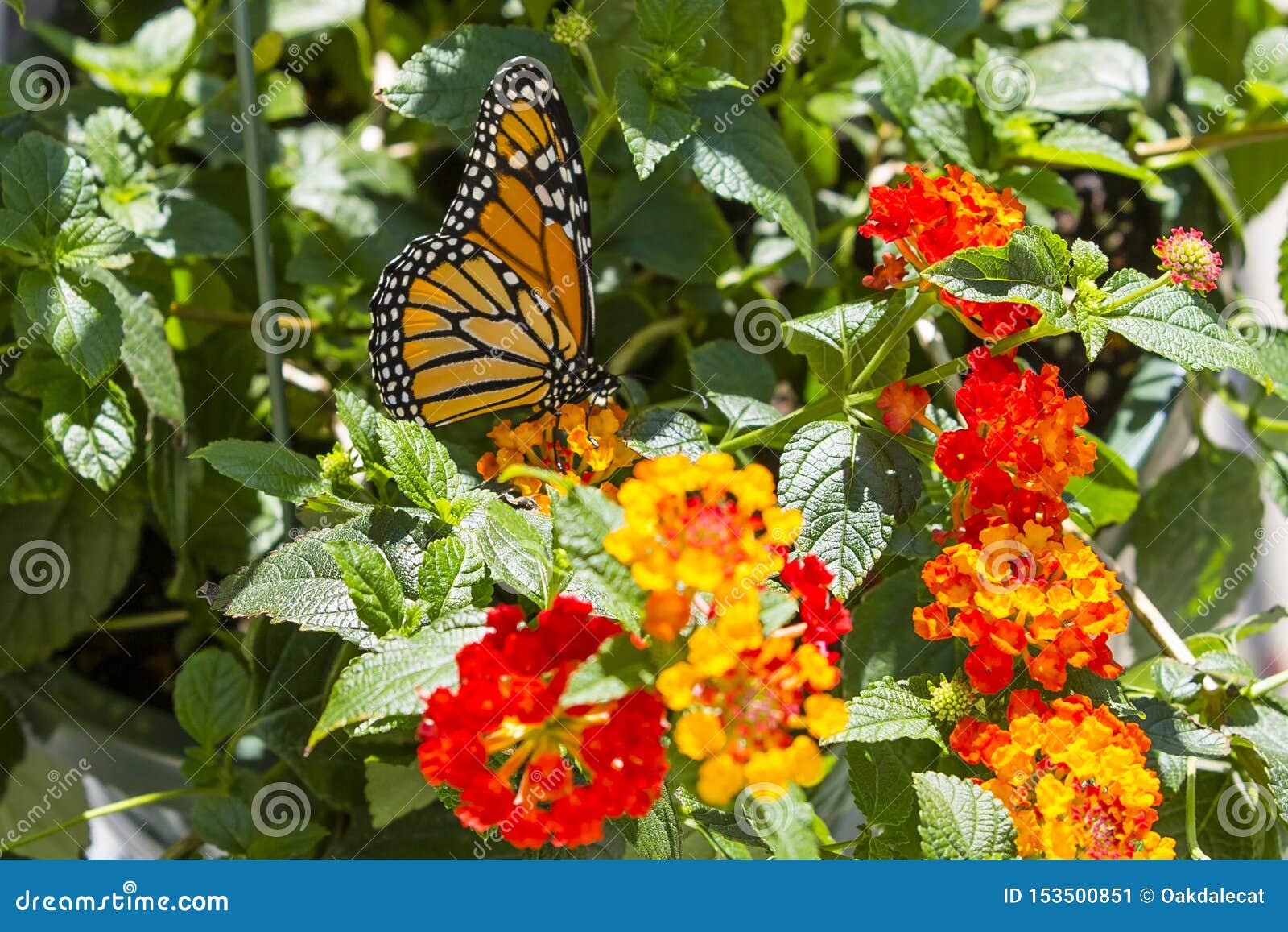 Borboleta De Monarca Que Poliniza O Retrato Vermelho Do Lantana Imagem de  Stock - Imagem de monarca, plantas: 153500851