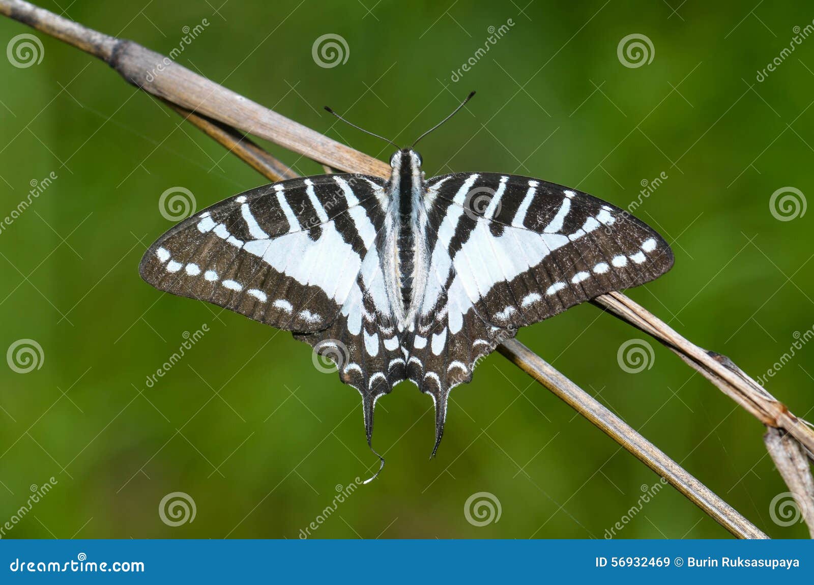 Borboleta na natureza. Feche acima da borboleta, Swordtail Chain, aritseus de Graphium