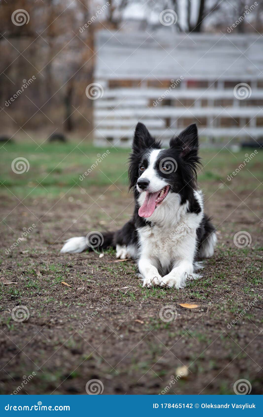 Banco de imagens : cachorro, Raça cão, Cão, como, mamífero, Border collie,  pastor australiano, Collie scotch, Cão pastor galesa, Cão raça, focinho,  Pastor australiano diminuto, Pastor inglês, Cão companheiro, Cão de  pastoreio