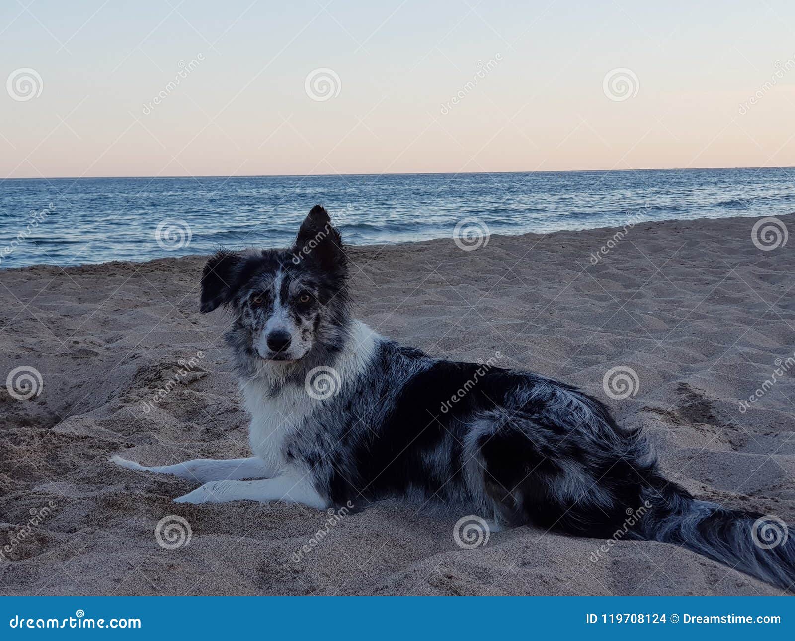 borde collie dog