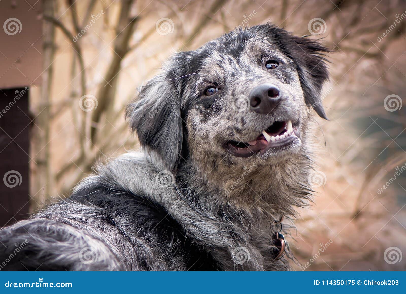 borde collie mix dog with tree background