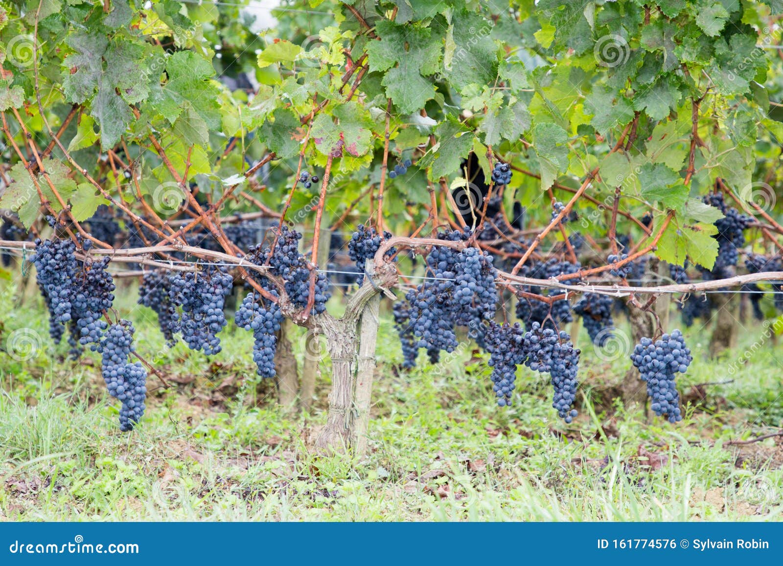 Bordeaux Grapes On Vines In French Vineyard Medoc Stock Photo - Image of grapevine, beautiful: 161774576