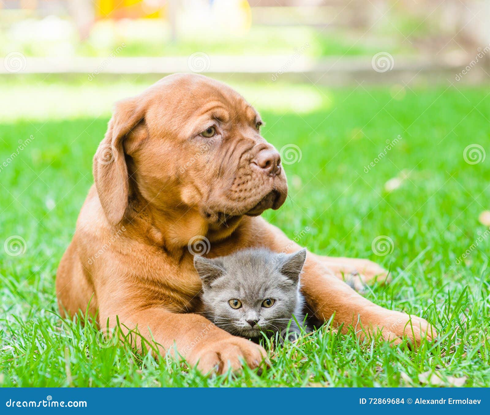 bordeaux puppy hugging a kitten on the green grass. focus on cat