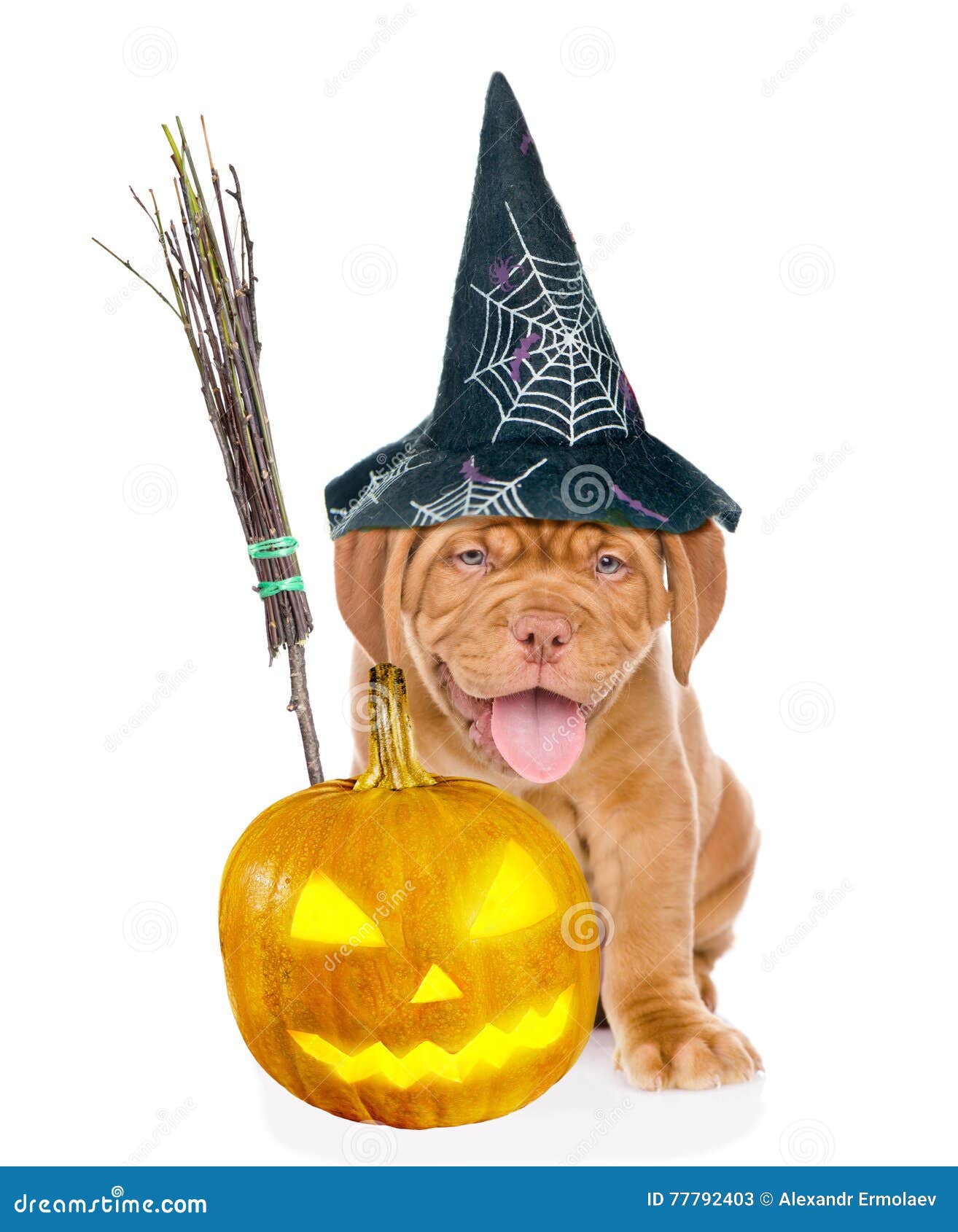 Bordeaux Puppy With Witches Broom Stick, Pumpkin And Hat For Halloween ...