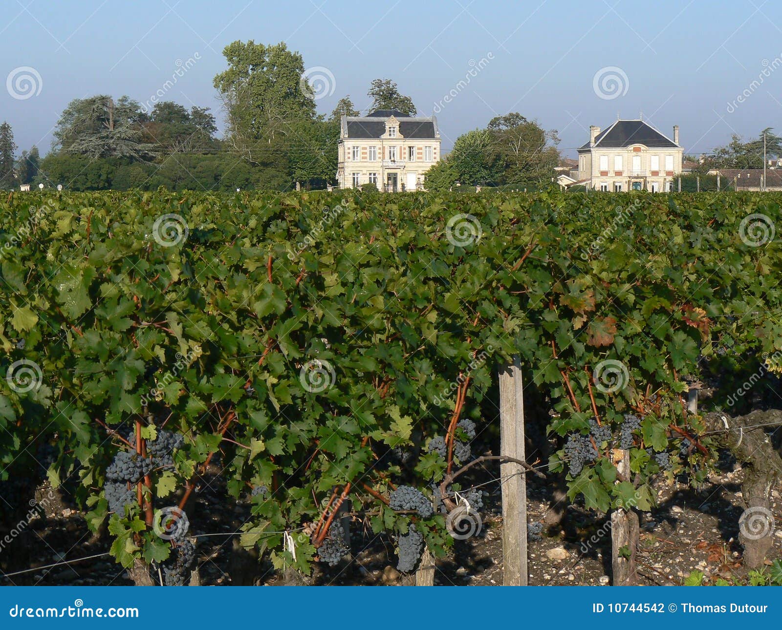 Bordeaux Vineyard stock photo. Image of gironde, french 10744542