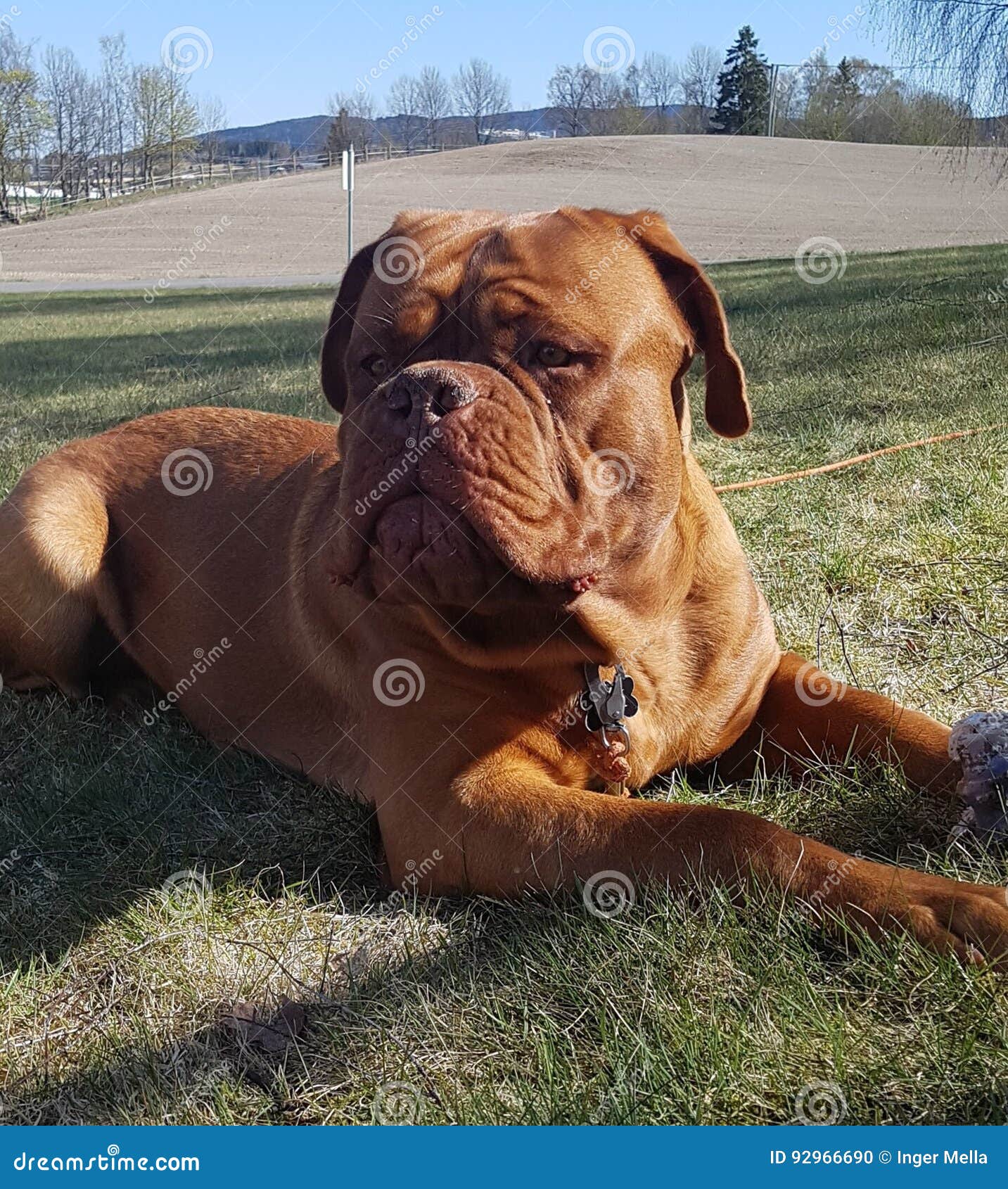 Bordeauxhund. Mastiff-Hundespiel der Jugendliebe französisches außerhalb des Grases
