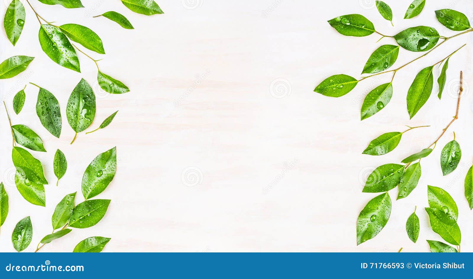 Border Or Banner  Of Green  Leaves  With Dew Drops On White 