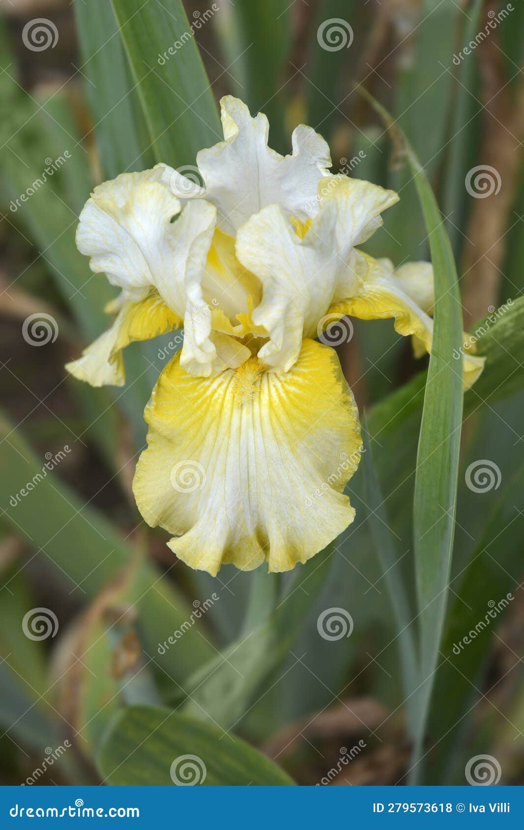 border bearded iris luna di miele
