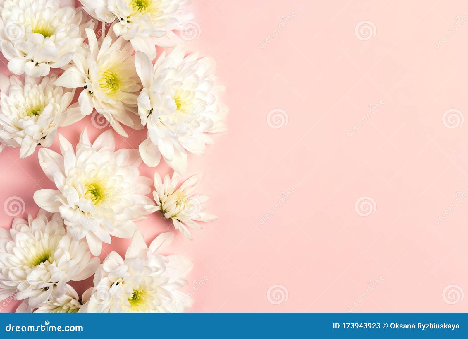 Border Of Chrysanthemum Flowers On A Pink Background Stock Image Image Of Blossom Decoration 173943923