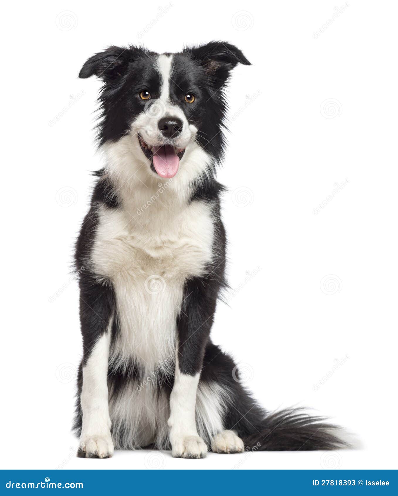 border collie, 1. 5 years old, sitting
