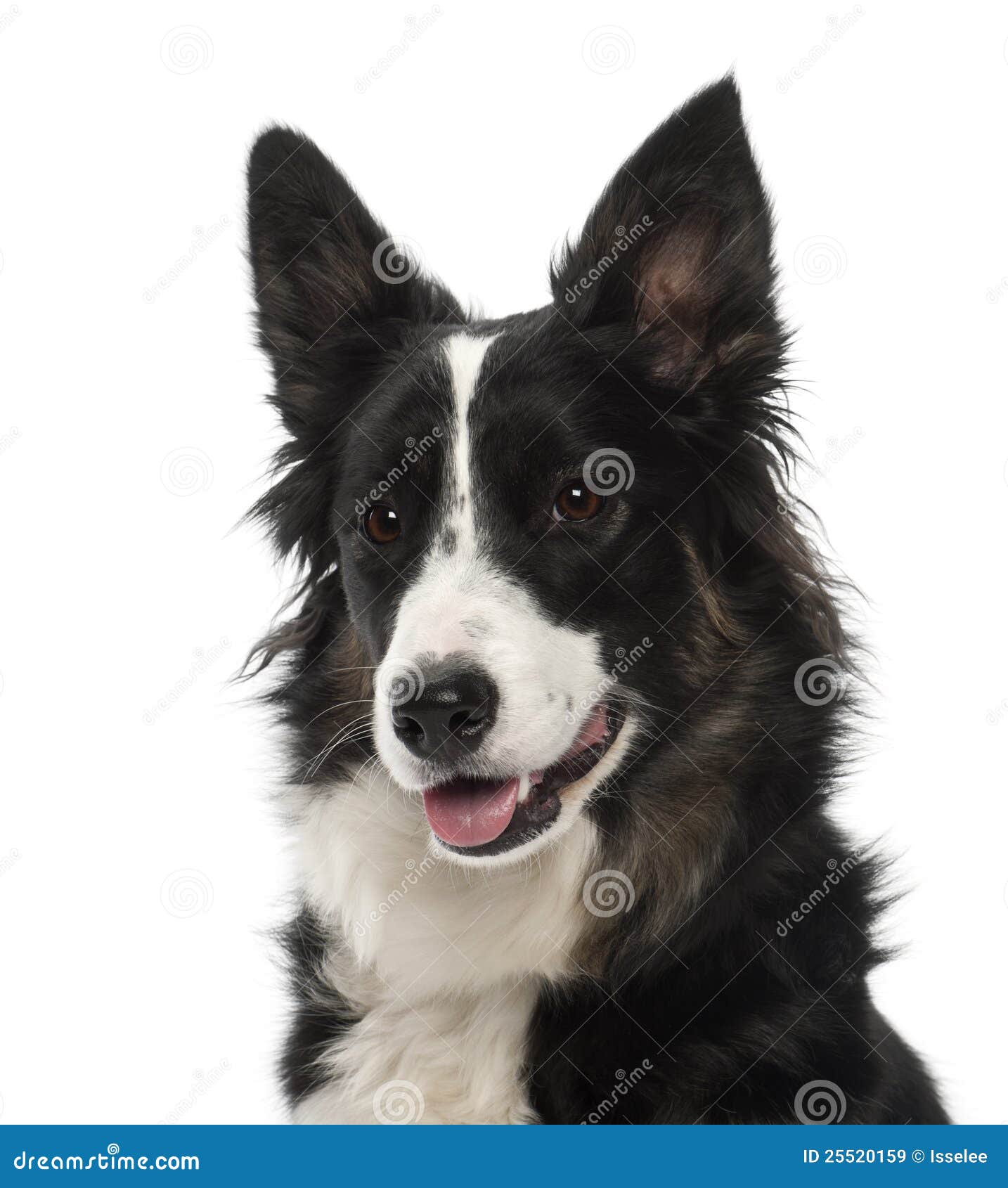 Border Collie, 1 Year Old, Portrait Stock Image - Image Border Collie, 1 Year Old, Portrait Stock Image - Image