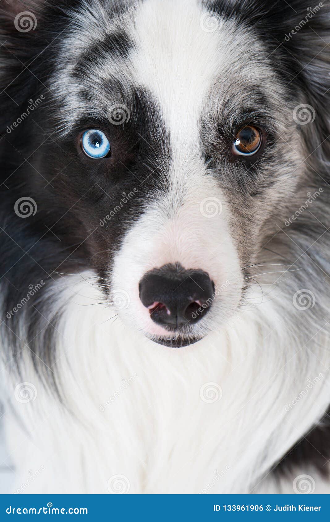 border collie eyes