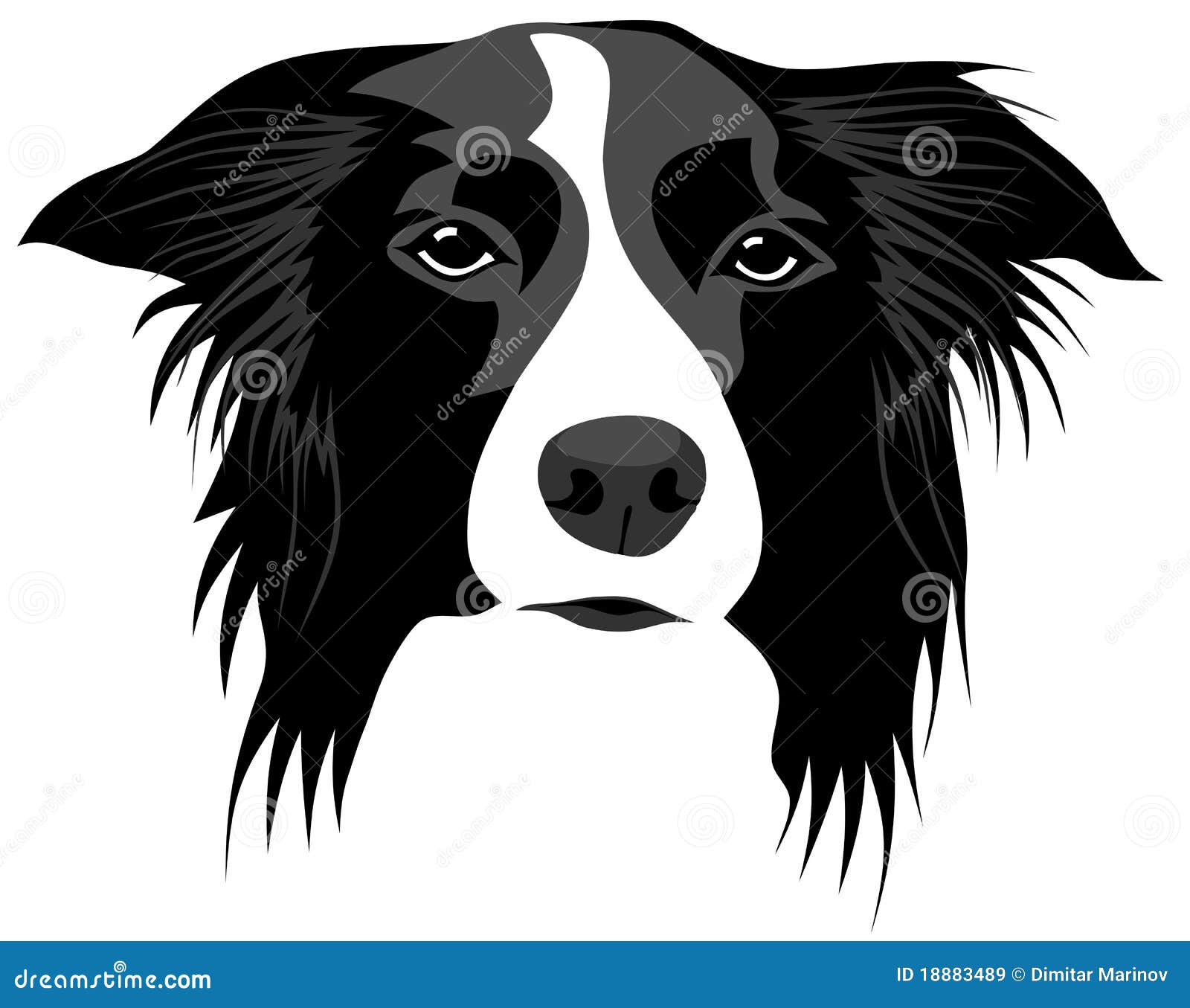 Border collie stock vector. Illustration of border, animal - 18883489