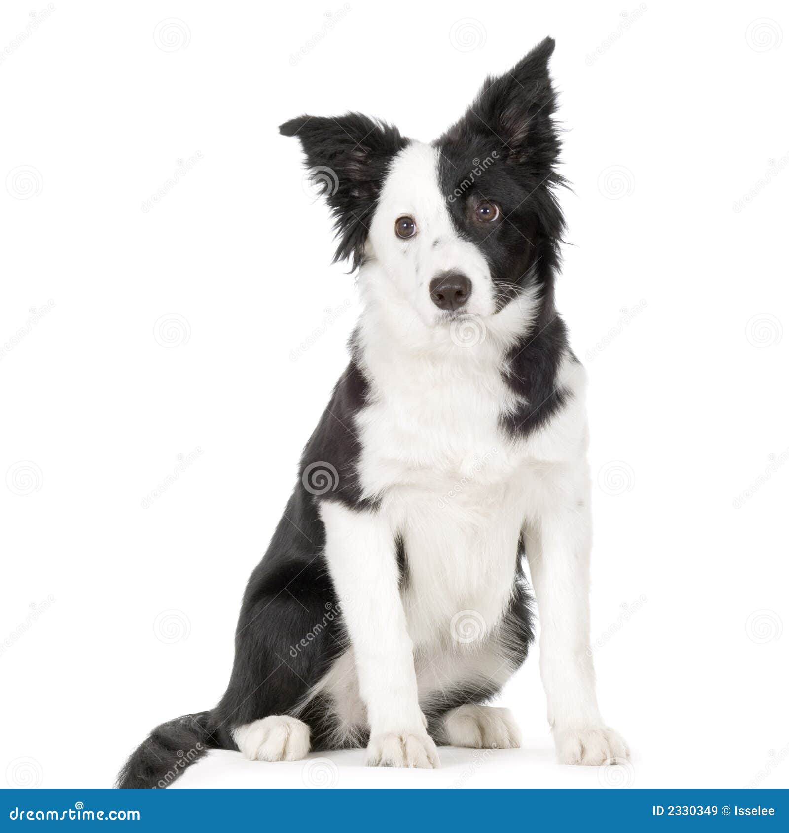 border collie