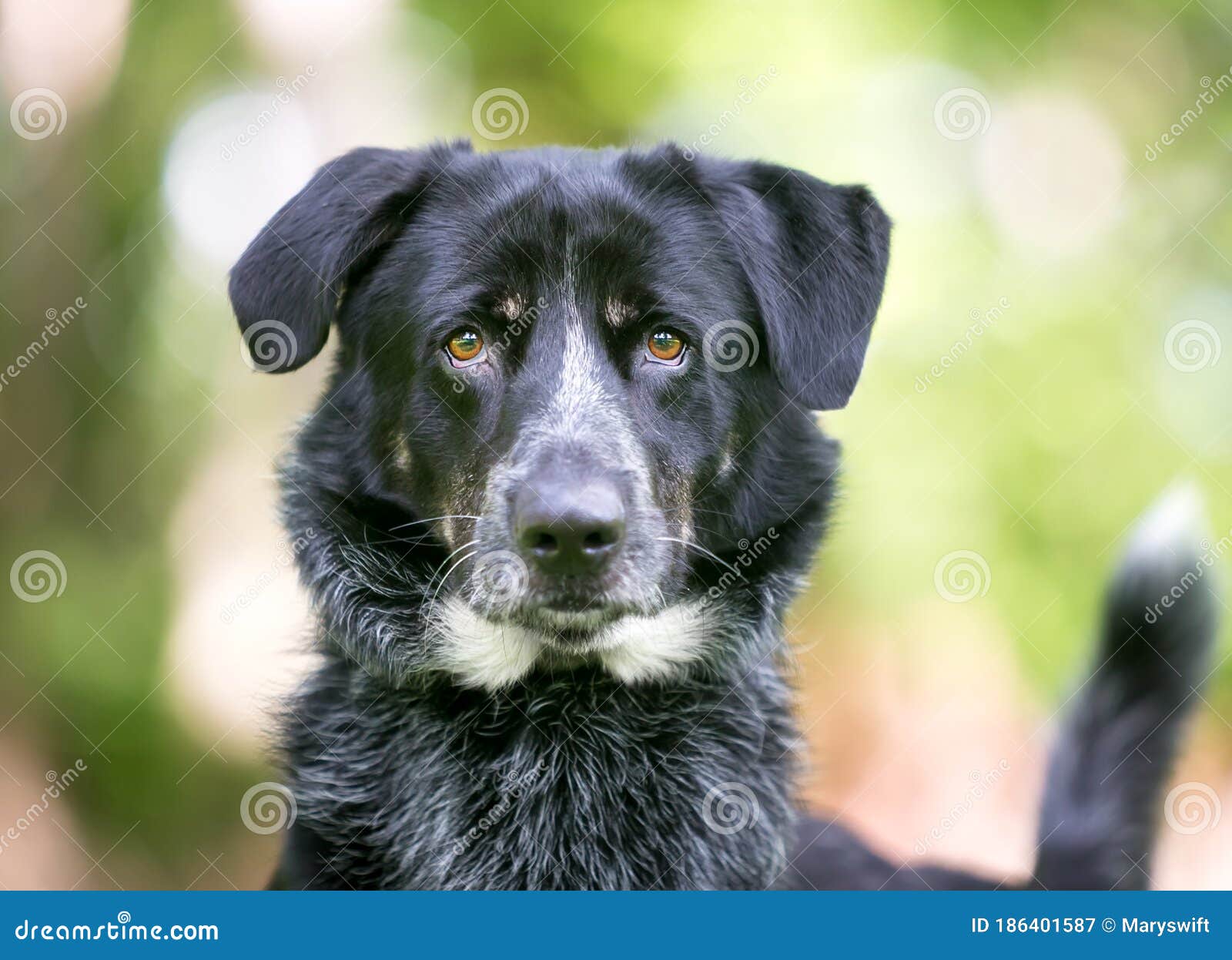 cattle dog mix breeds