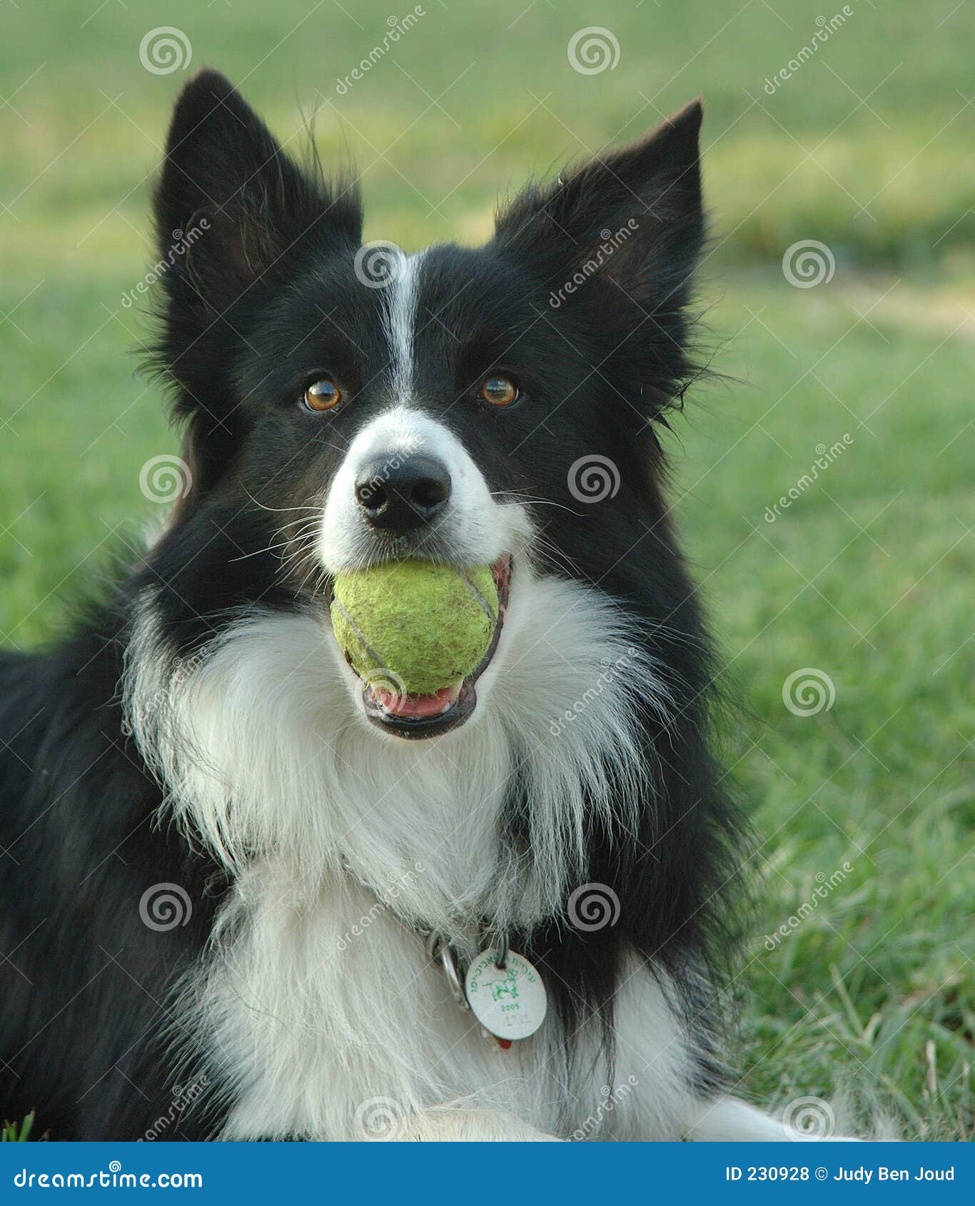 Border collie with ball stock photo. Image of attentive - 230928