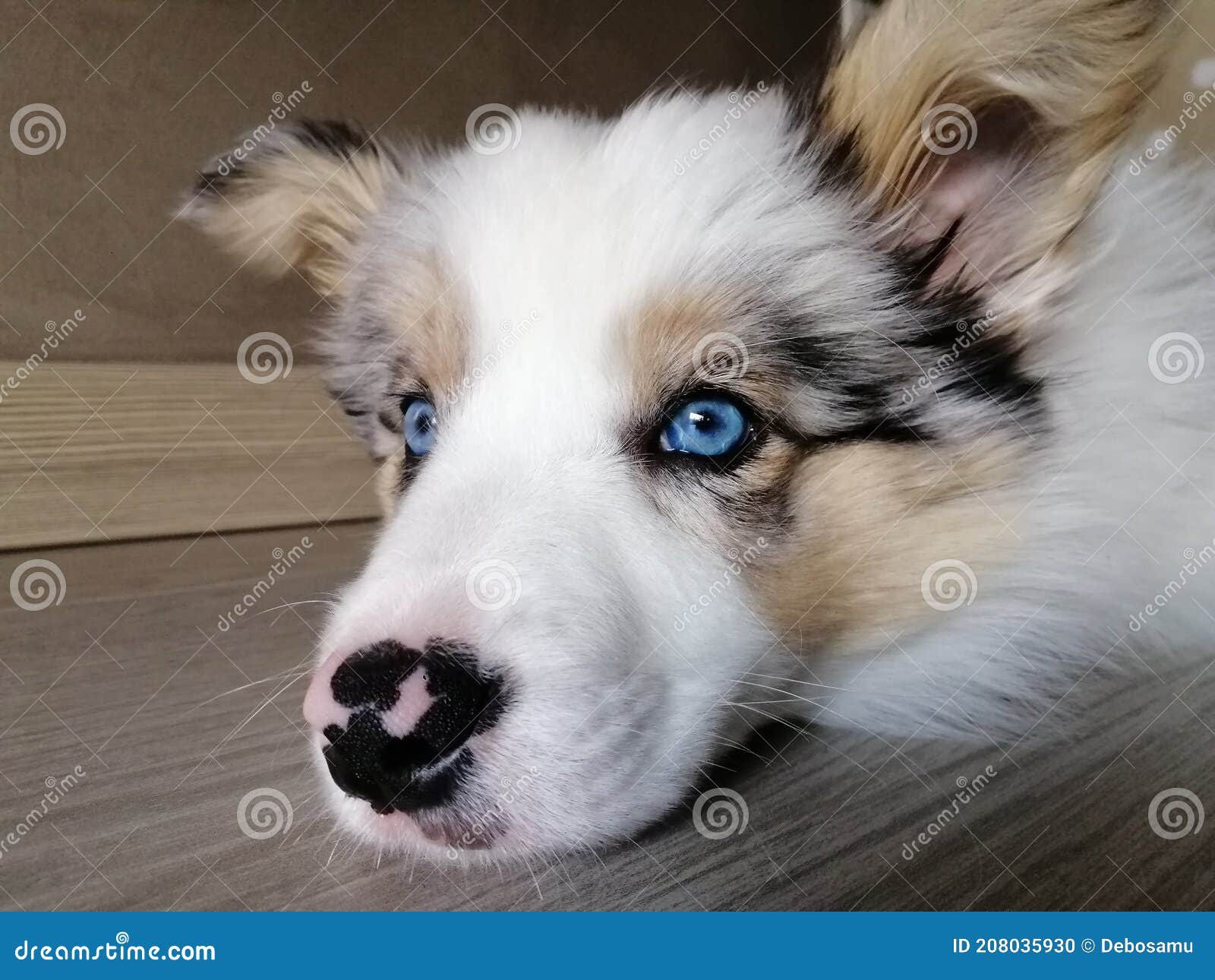 Border Collie Bleu Merle Tricolor Photo stock - Image du chien, favoris:  208035930