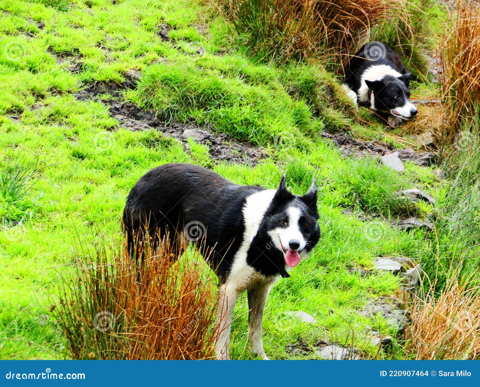 Schema Del Cane Scozzese CANE DA PASTORE SCOZZESE A PELO LUNGO - Foto 6
