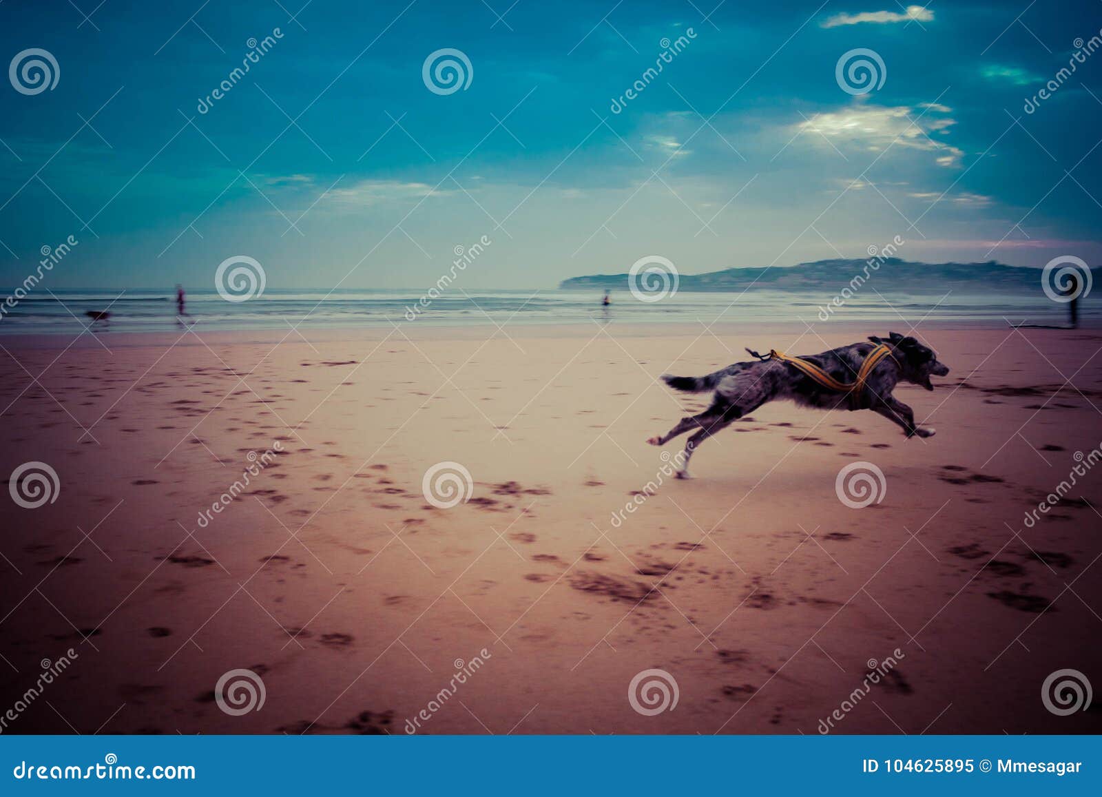 border collie / carea leones puppy dog run on the beach