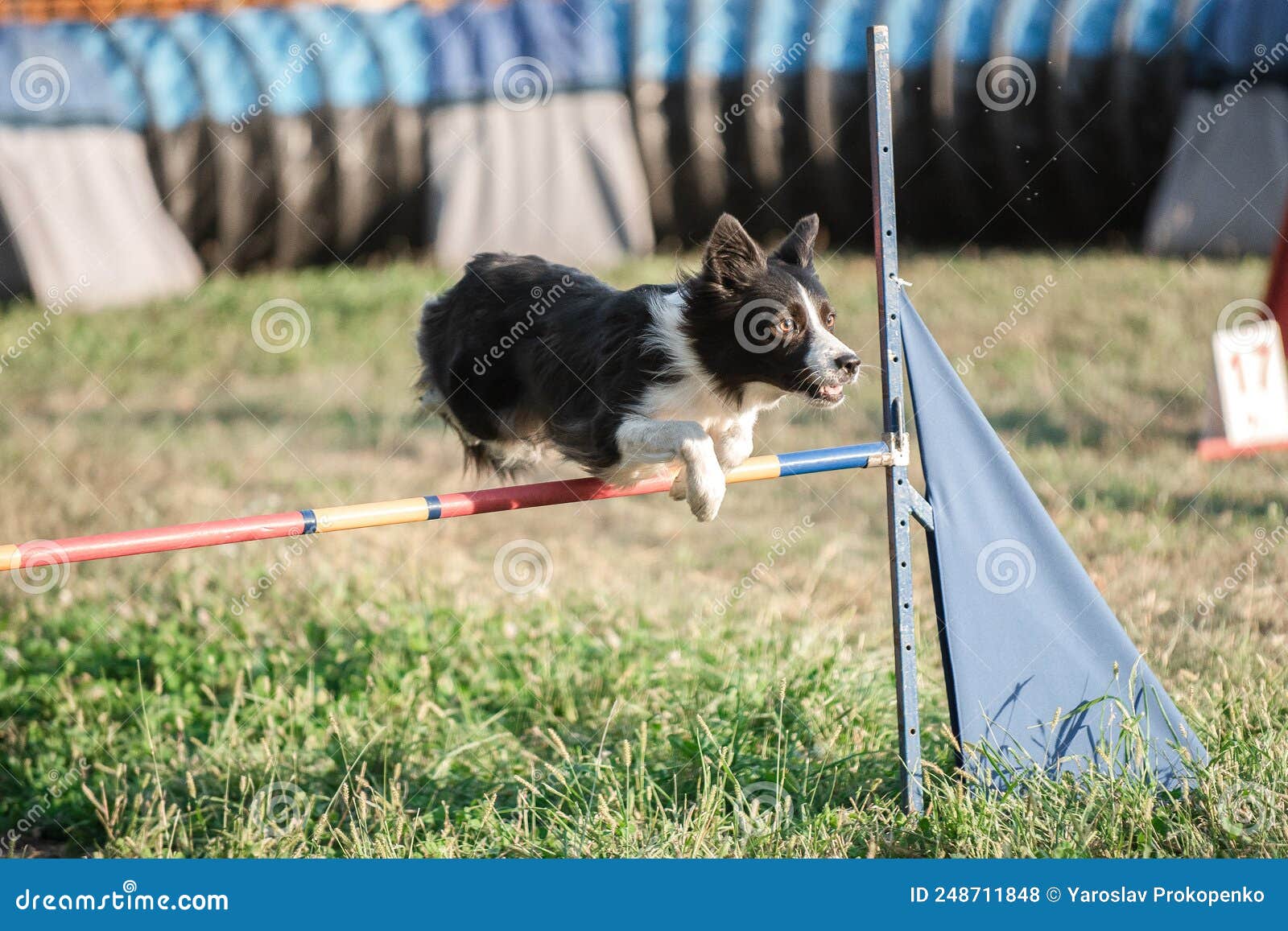 Border Collie Dog at Agility Competition Obstacles Stock