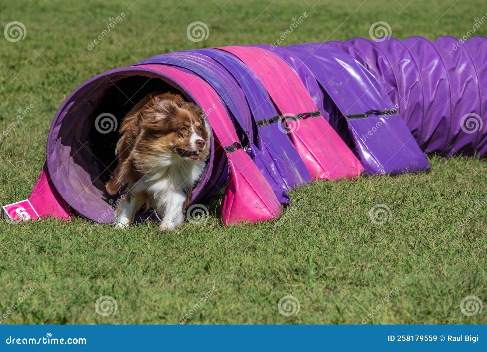 Dog Agility in Action. the Dog Exiting the Tunnel. Stock Image Image
