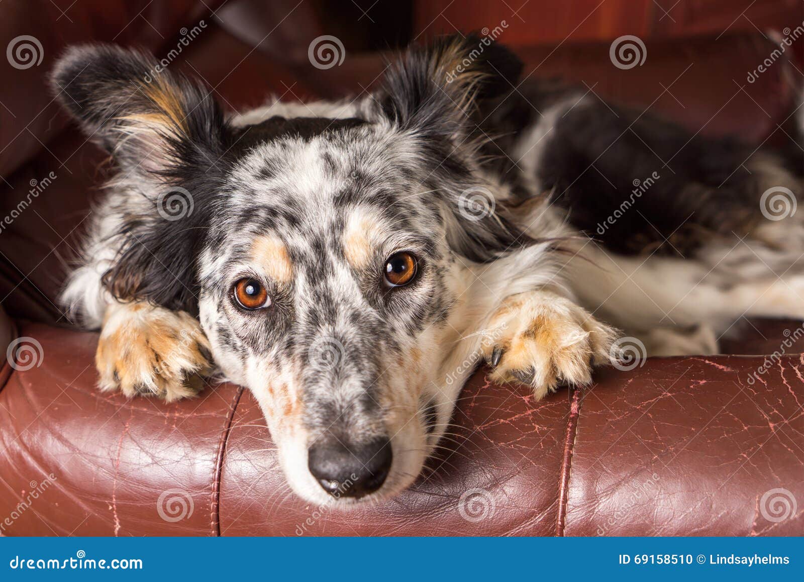 Border Collie dog on armchair. Border collie / Australian shepherd mix dog, pet on brown leather couch or armchair looking happy, comfortable, lounging on furniture, waiting, watching, patient, cute, uncertain, with paws next to face.