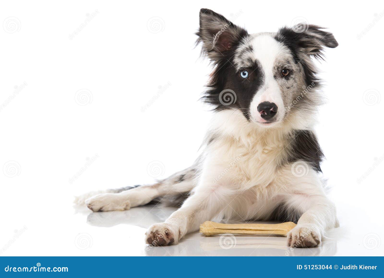 Border Collie Dog with Bone Stock Photo - Image of bone, lying: 51253044