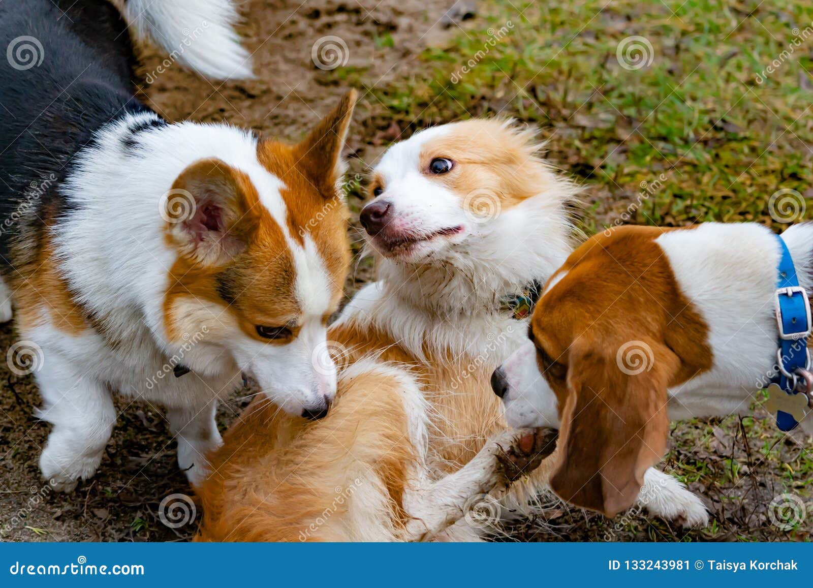 are welsh sheepdog aggressive