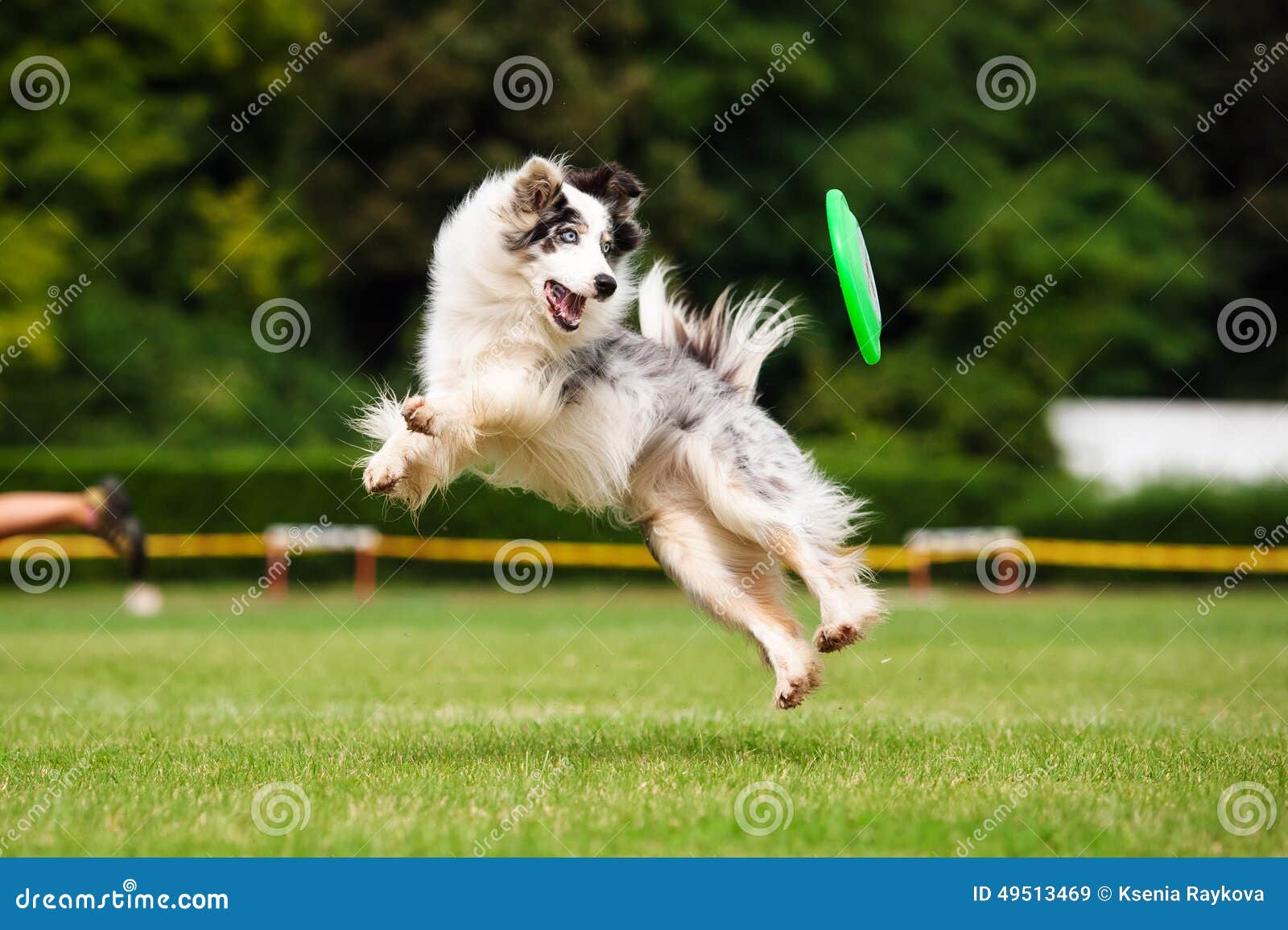 border collie dog catching frisbee in jump
