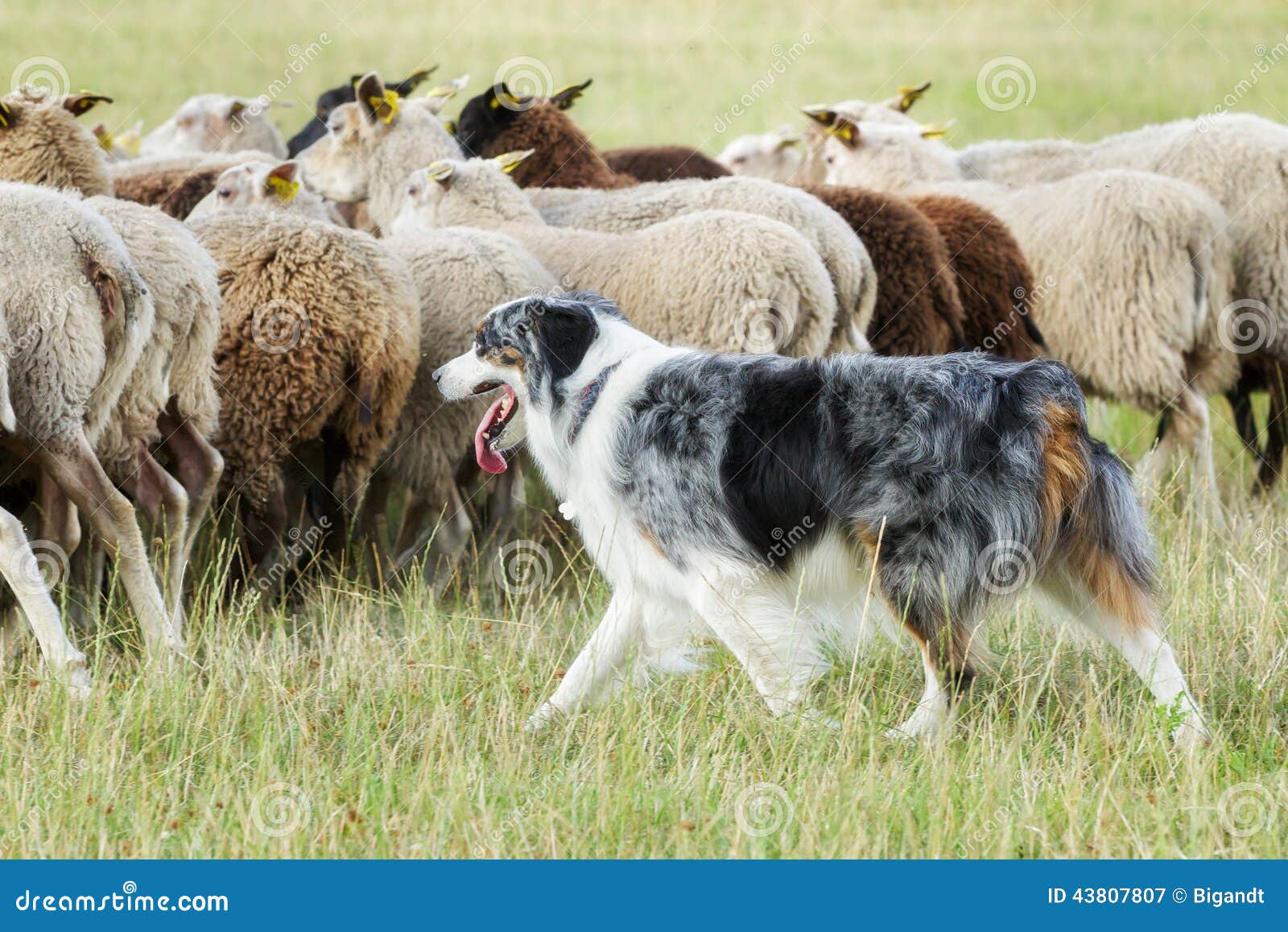 border collie dog herding a flock of sheep