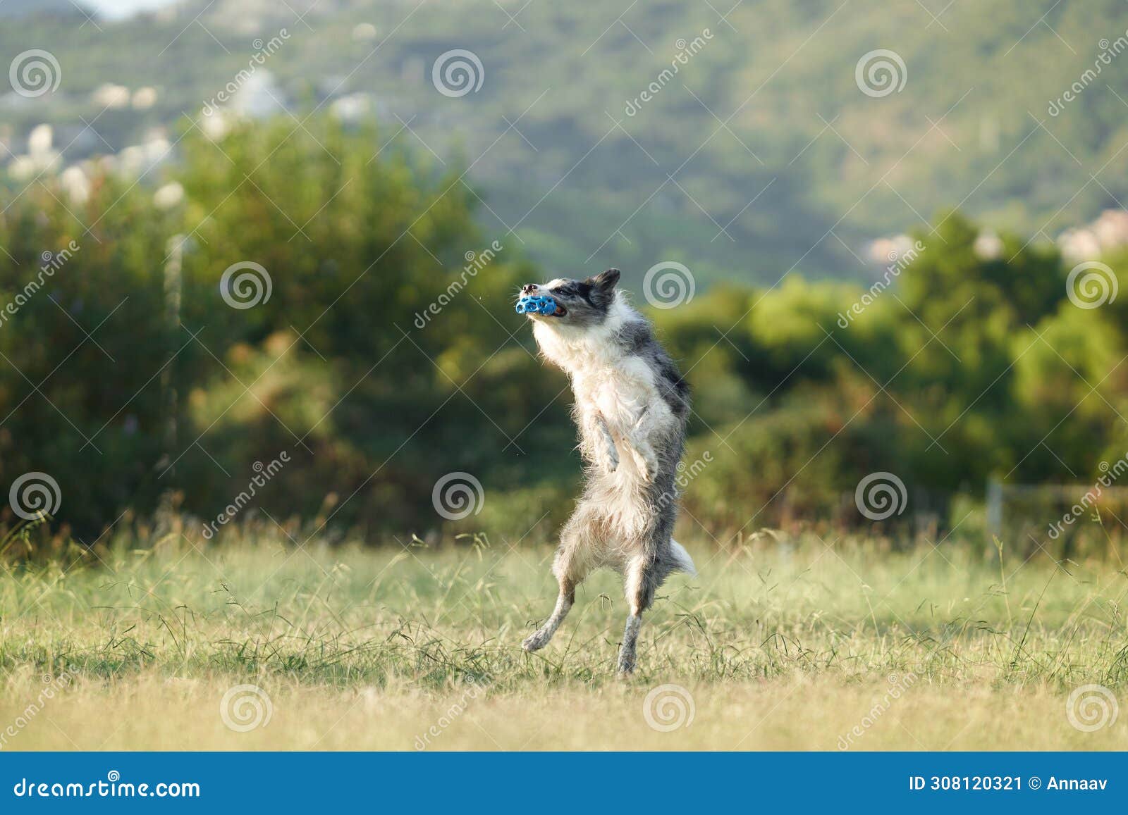 a border collie dog jubilantly leaps into the air, catching a blue ball