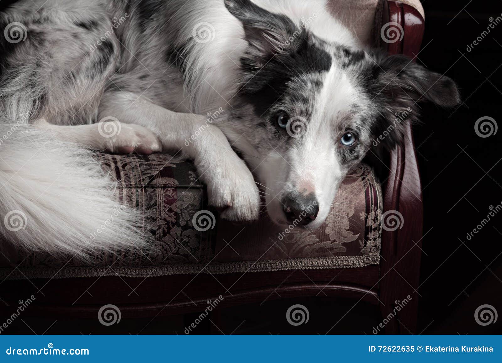 merle colored border collie