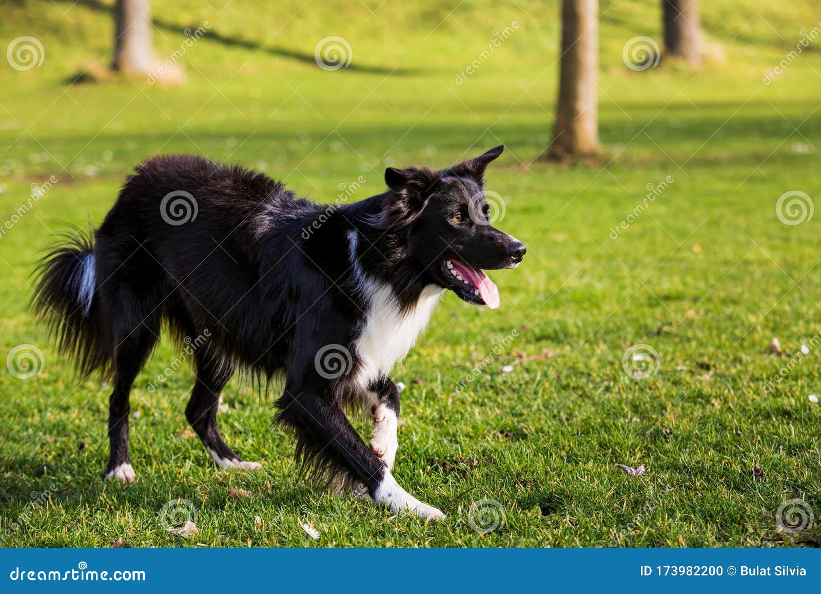 dog agility leash