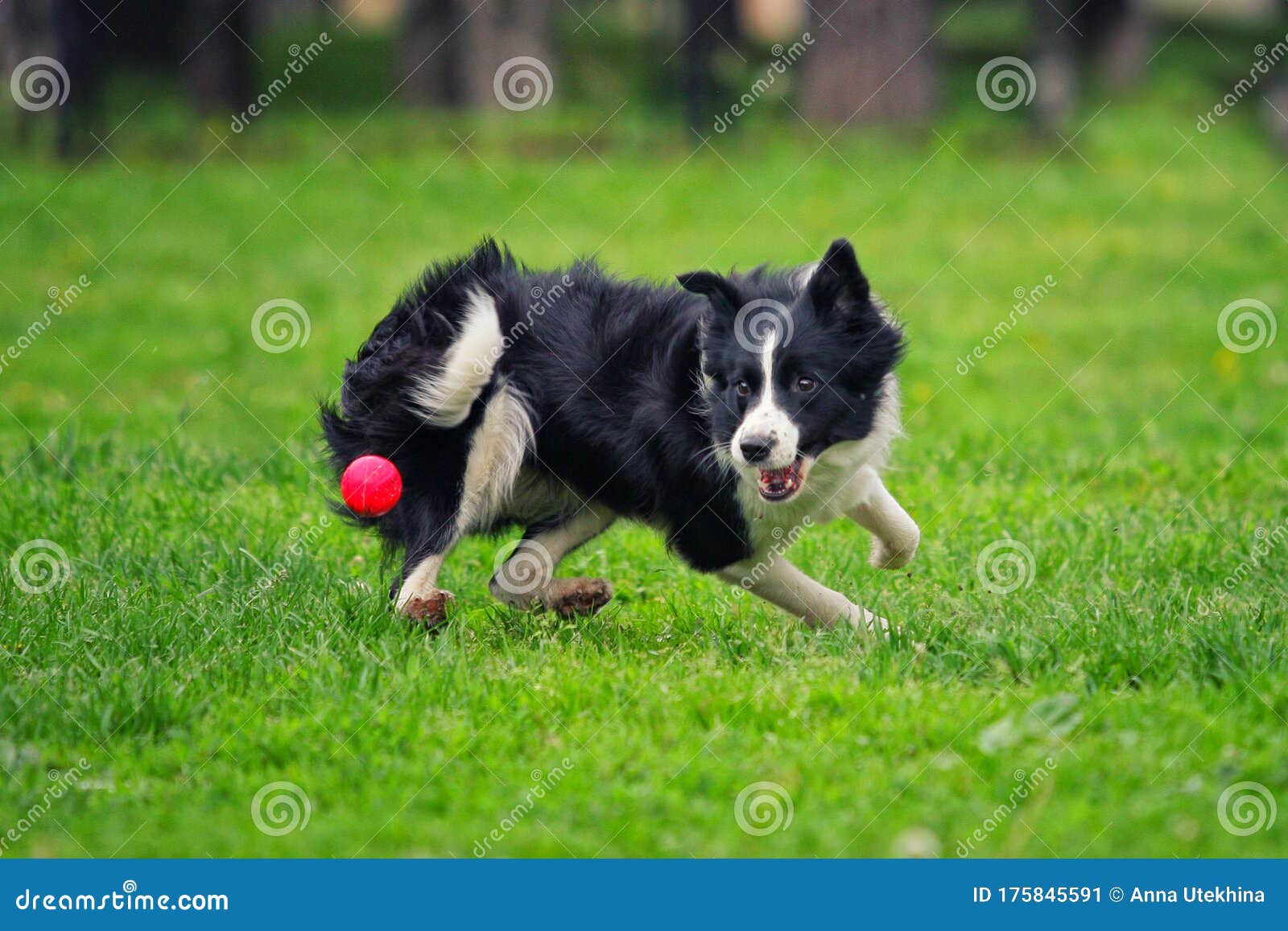 toy border collie breed