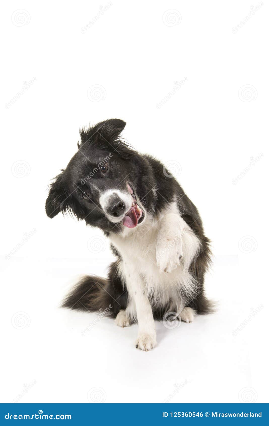 border collie dog sitting and doing tricks to get attention or t