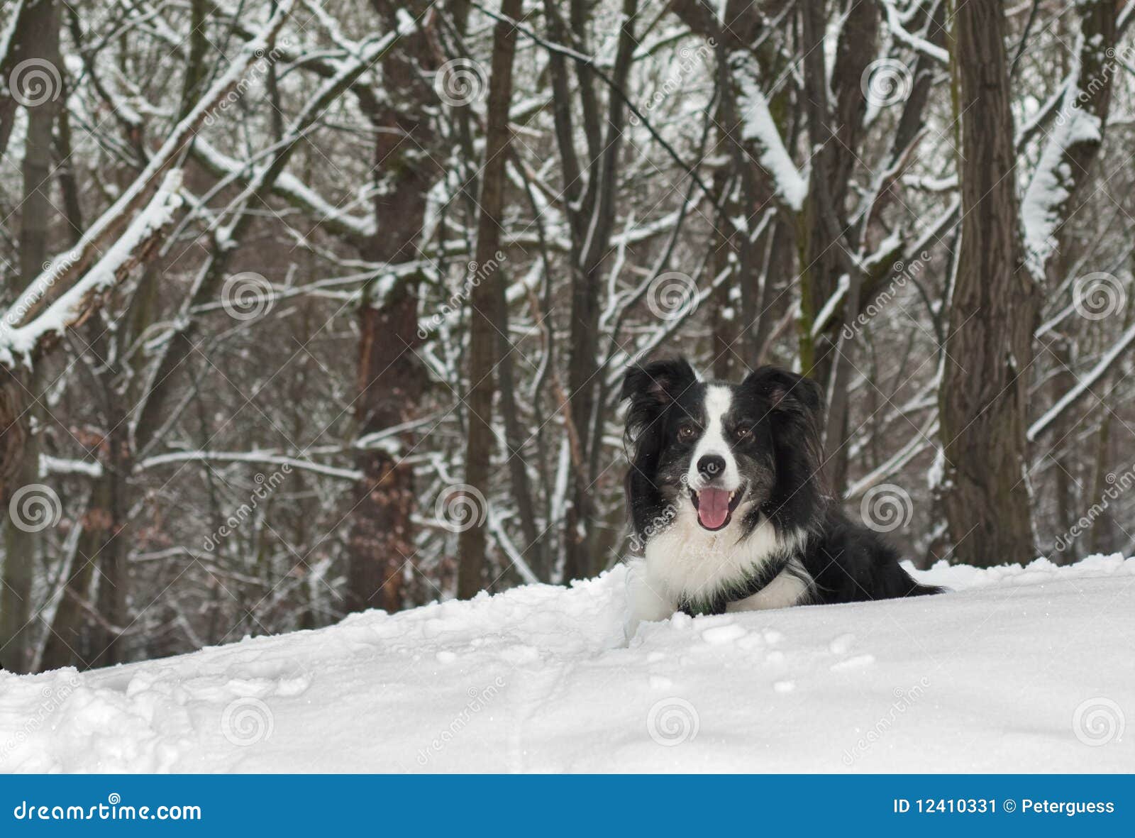 Border Collie Dog in the Snow Stock Image Image of wood, canine 12410331
