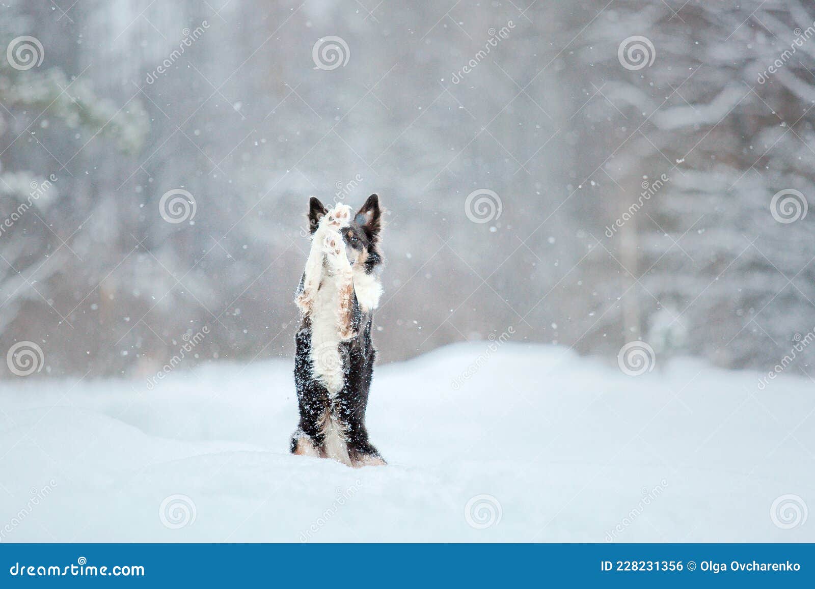 border collie dog playing in snow