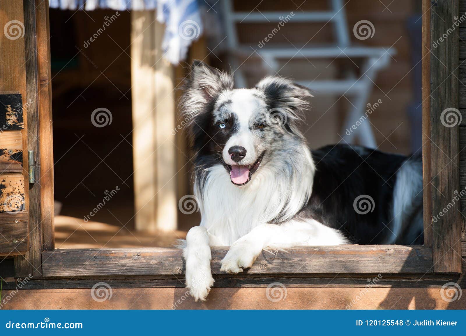 Border Collie Dog in a Summer House Stock Photo Image of mammal