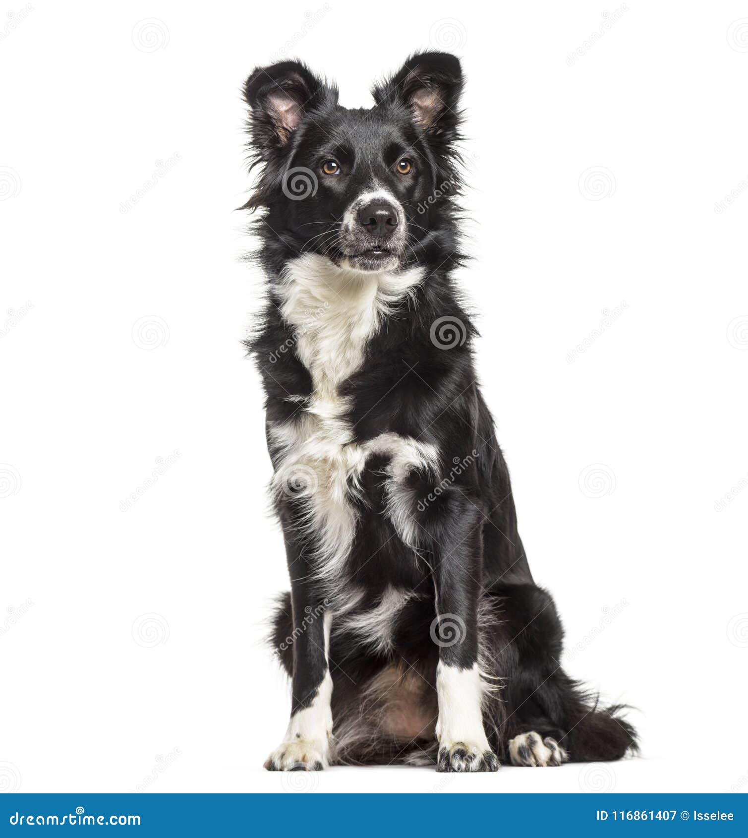 omega mountain border collies