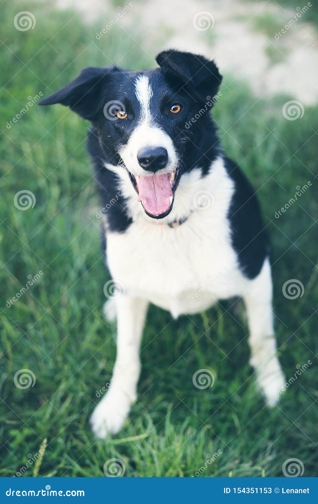 Border collie on grass stock image. Image of cross, body - 154351153